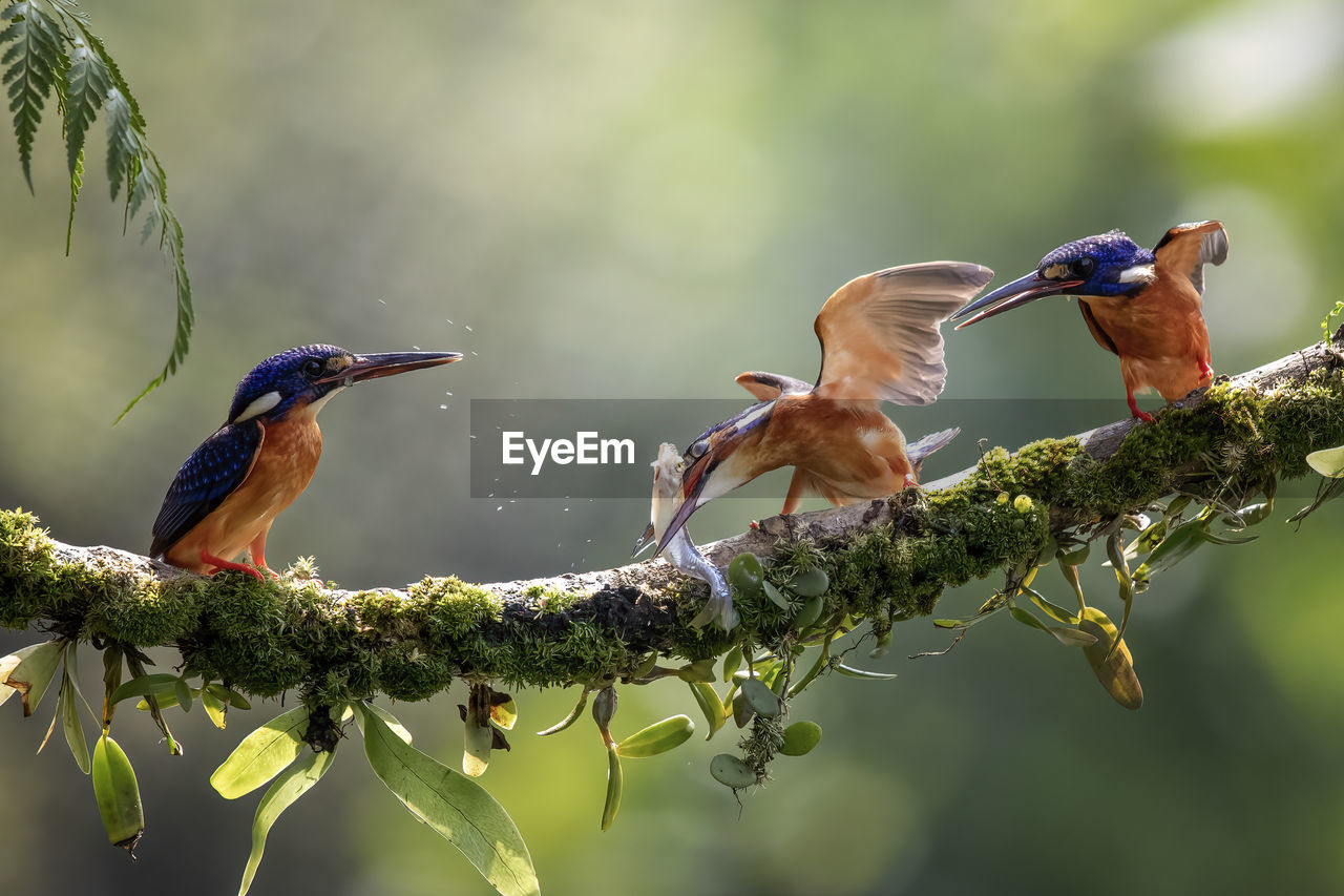 Birds perching on branch of tree