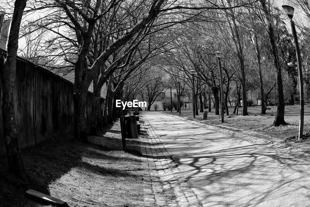 BARE TREES ALONG WALKWAY