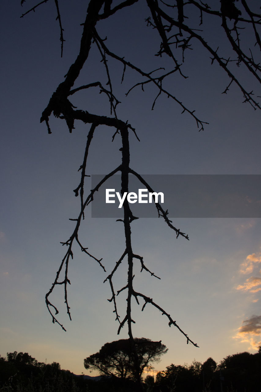 LOW ANGLE VIEW OF SILHOUETTE TREES AGAINST SKY