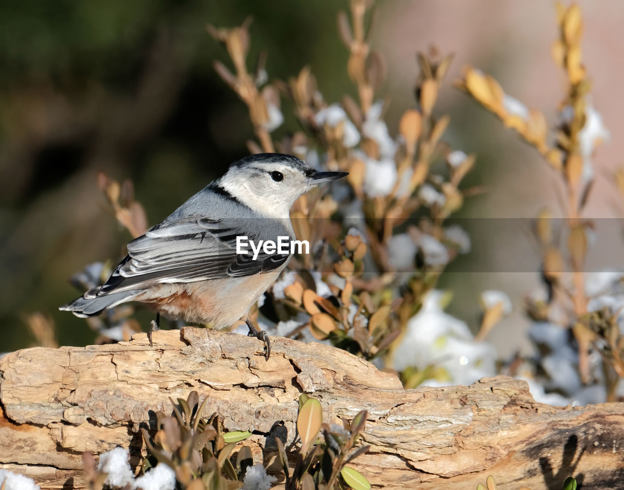 animal themes, animal, animal wildlife, bird, wildlife, nature, one animal, branch, tree, full length, portrait, focus on foreground, perching, plant, side view, sparrow, no people, looking at camera, songbird, outdoors, eating, multi colored, close-up, sunny, pattern, springtime, beauty in nature, sunbeam, selective focus, environment, sunlight, surface level, landscape, day, food, beak, plain, wood, meadow, food and drink, sitting, cut out, tree trunk, activity, young animal, plant part, grass, field, rock