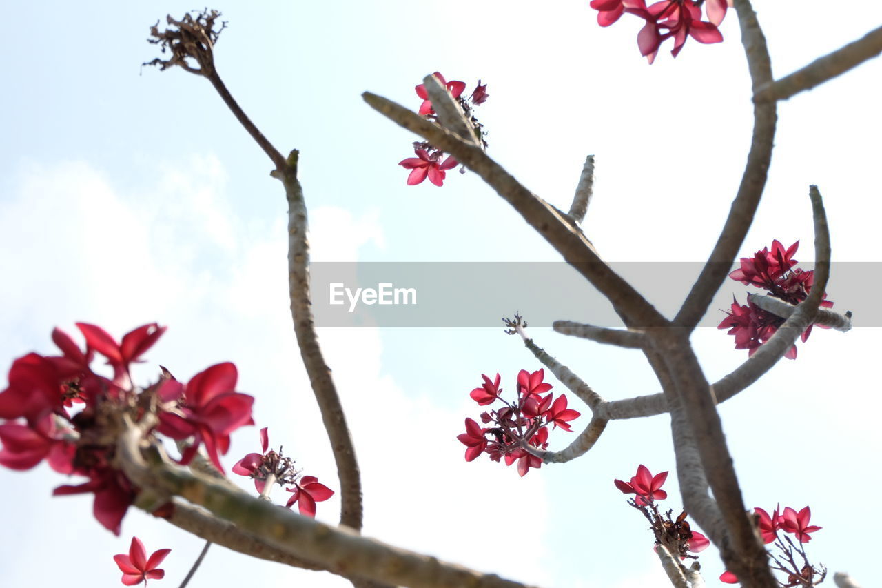 LOW ANGLE VIEW OF PINK FLOWERS ON TREE