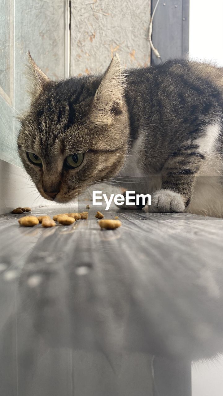 CLOSE-UP OF A CAT EATING