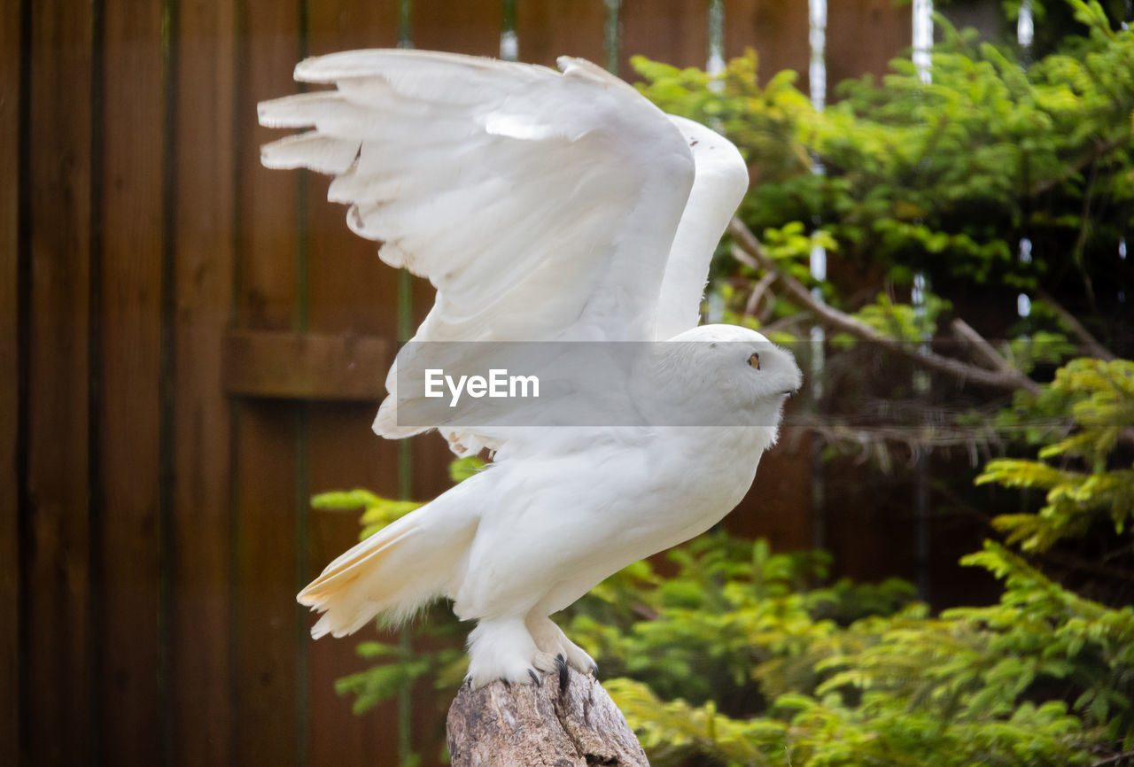 Close-up of white owl flying over wooden post