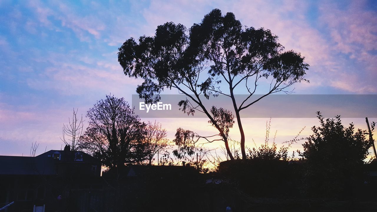 SILHOUETTE TREES AGAINST SKY