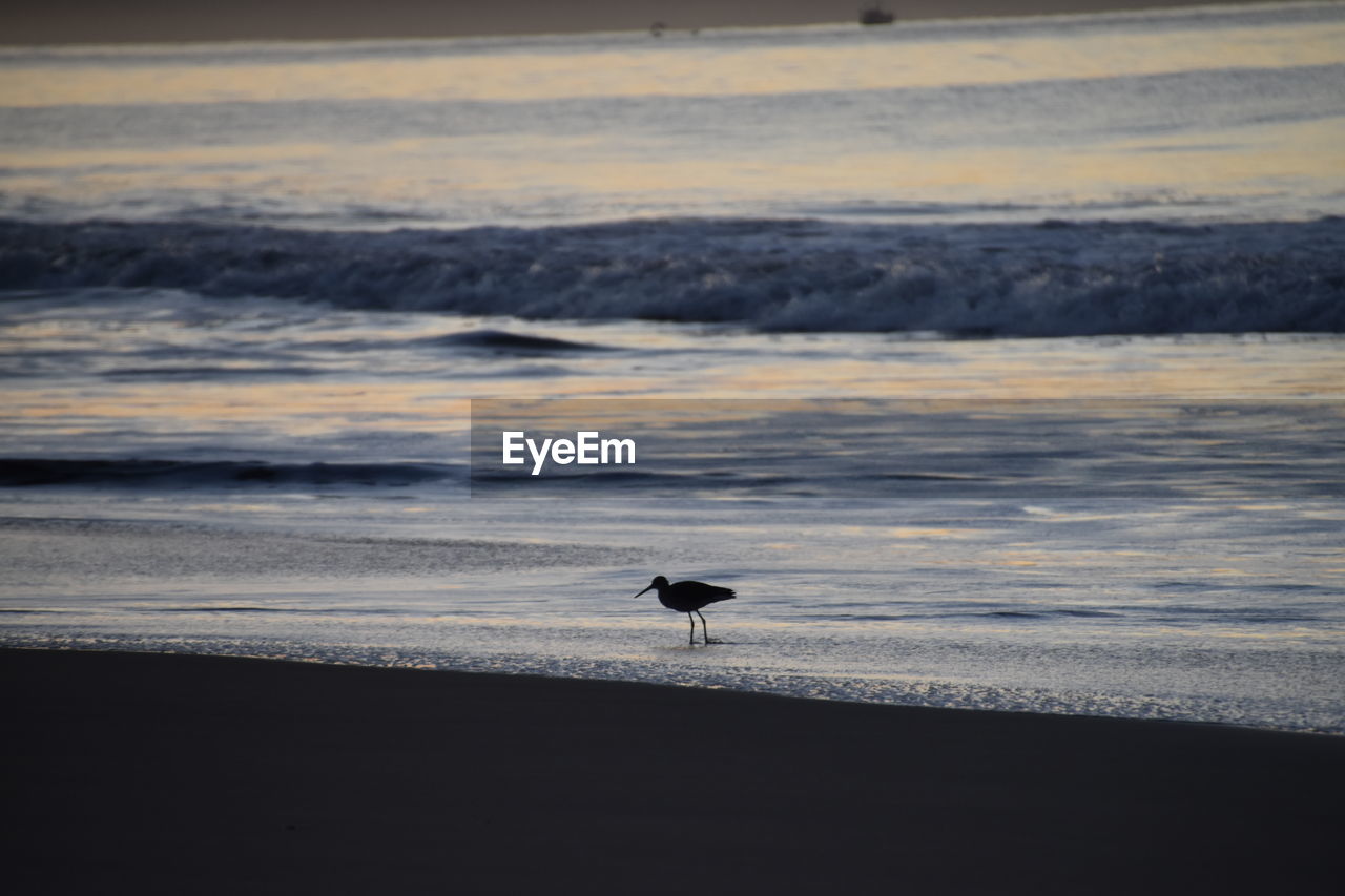 VIEW OF BIRD ON BEACH DURING SUNSET