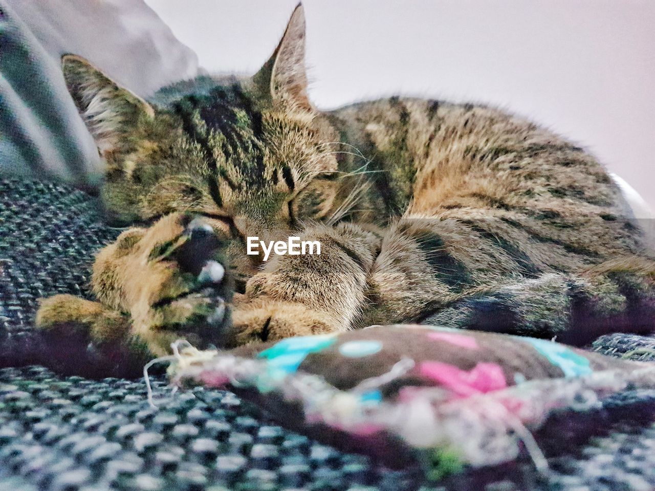 Close-up of cat relaxing