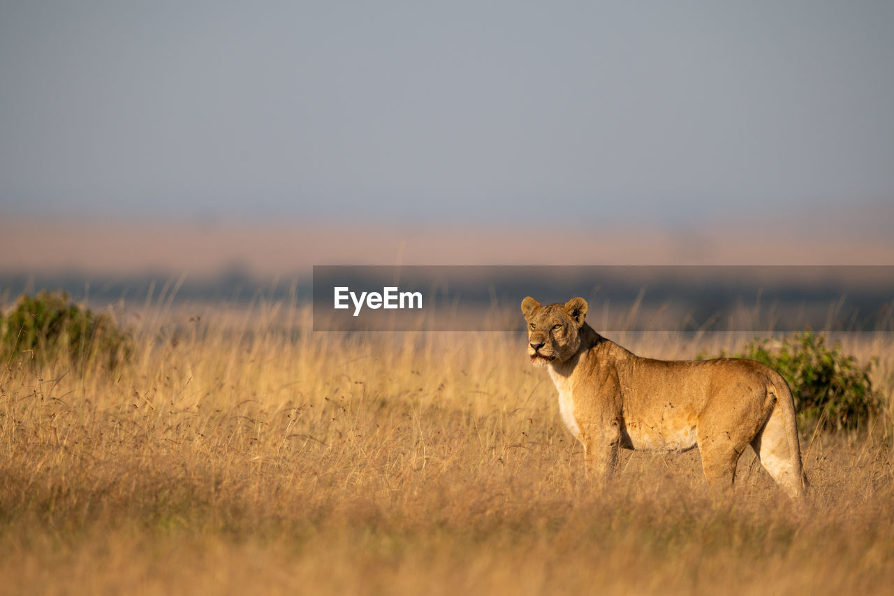 Lioness stands in long grass staring left