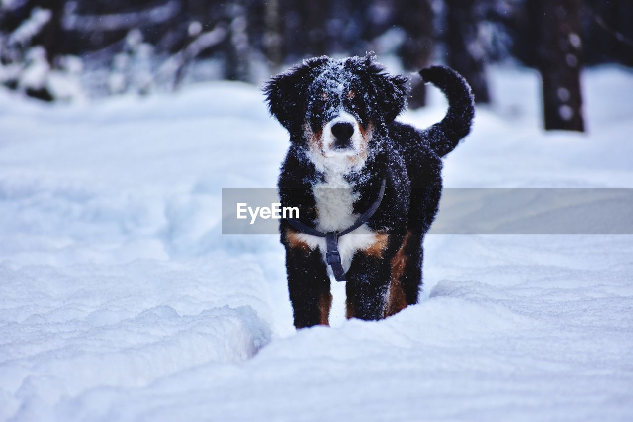Bernese mountain dog in winter forest in ukraine