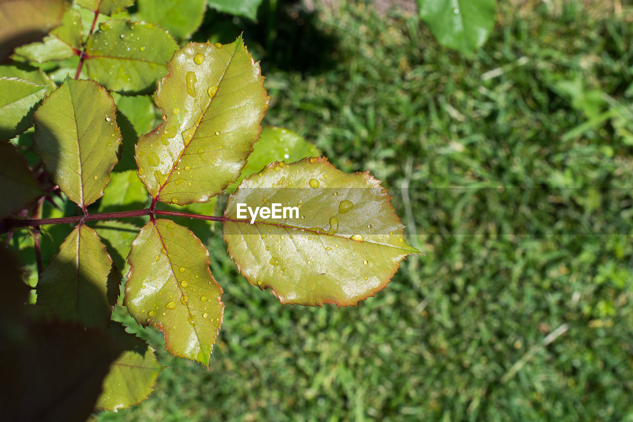 CLOSE-UP OF WET LEAVES ON PLANT