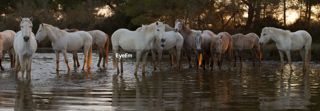 Sunrise with the camargue horses