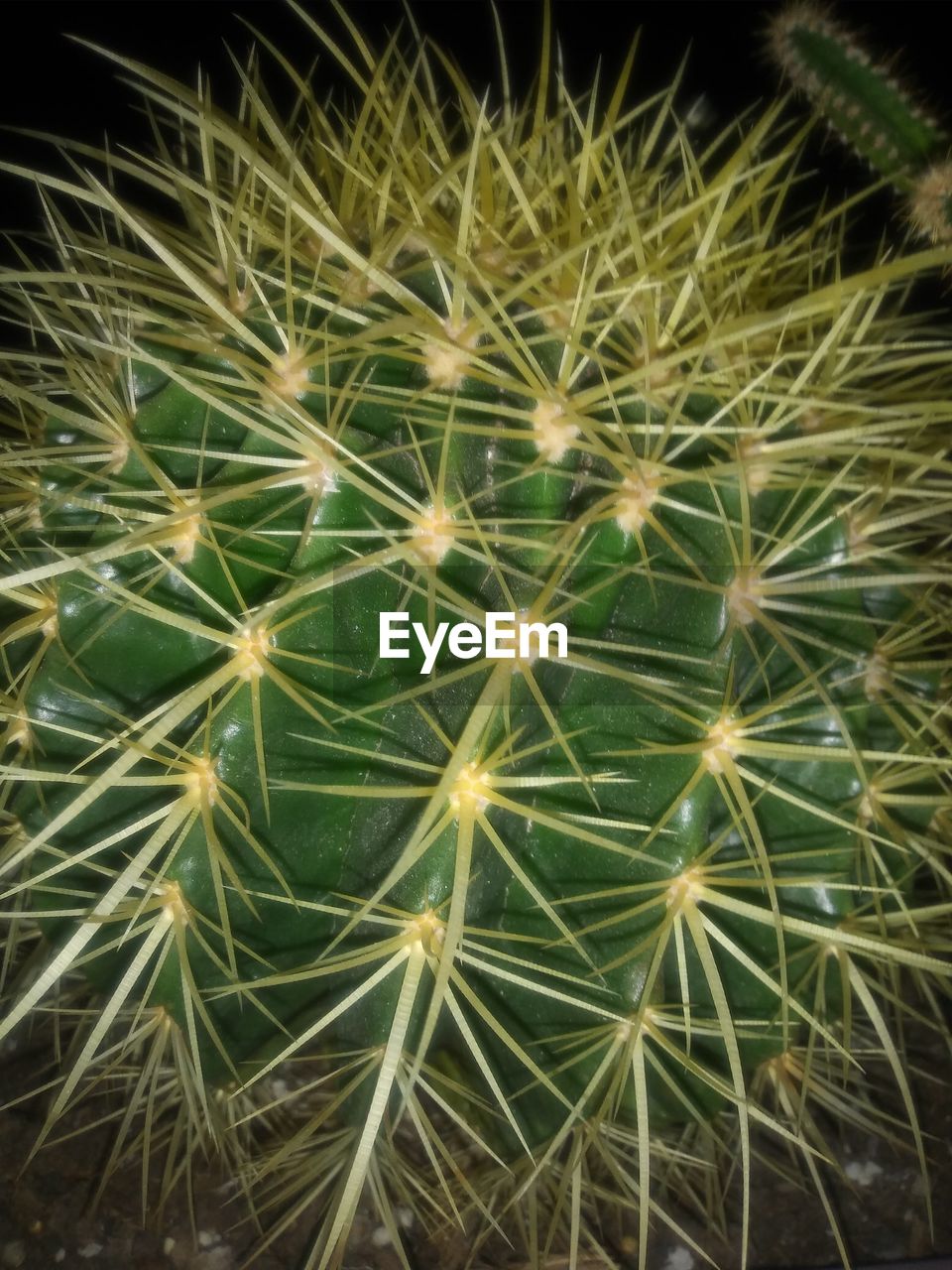 CLOSE-UP OF DANDELION ON CACTUS