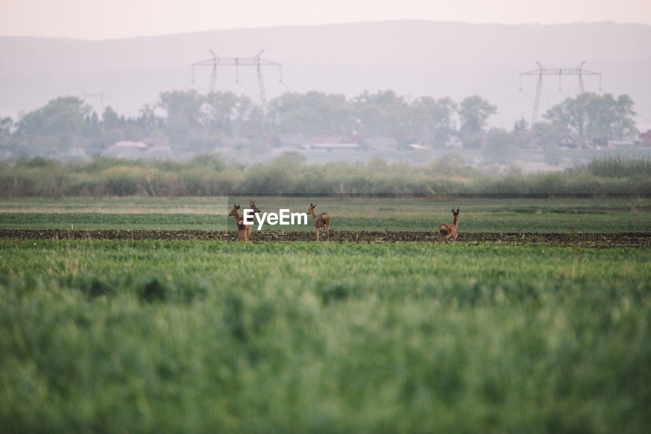 VIEW OF HORSES ON FIELD