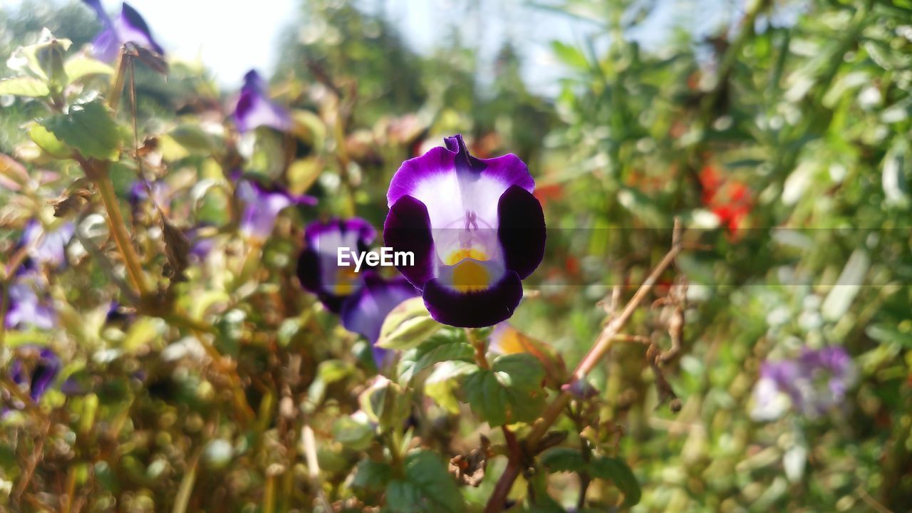 CLOSE-UP OF PURPLE FLOWER