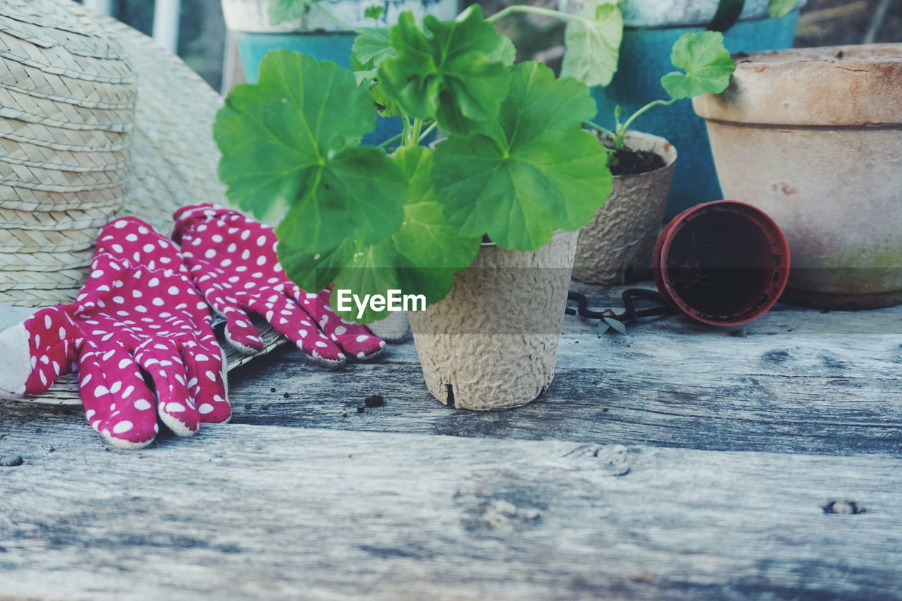 Close-up of potted plant on table