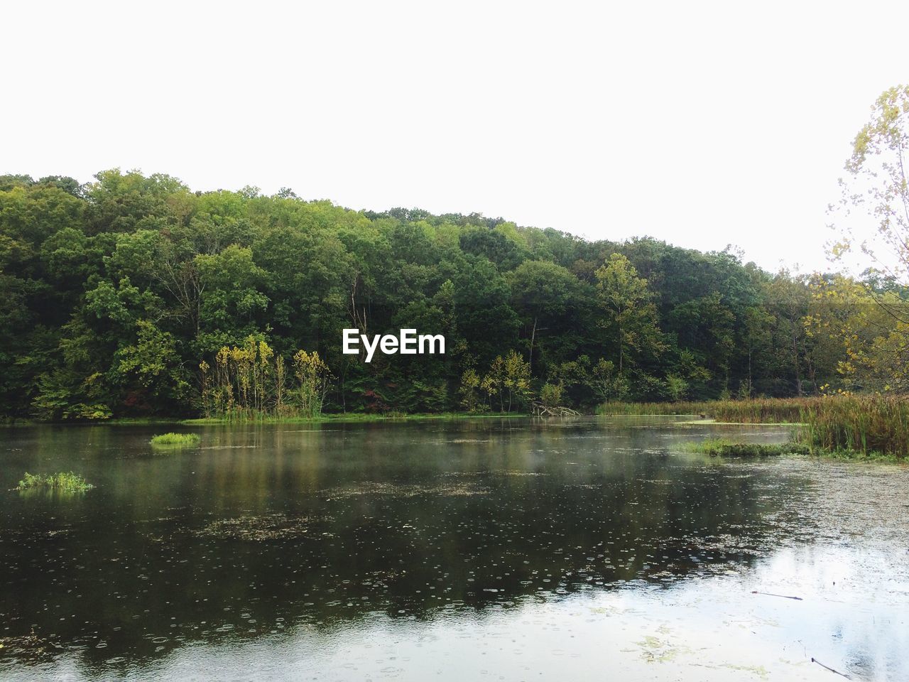 Reflection of trees in calm lake
