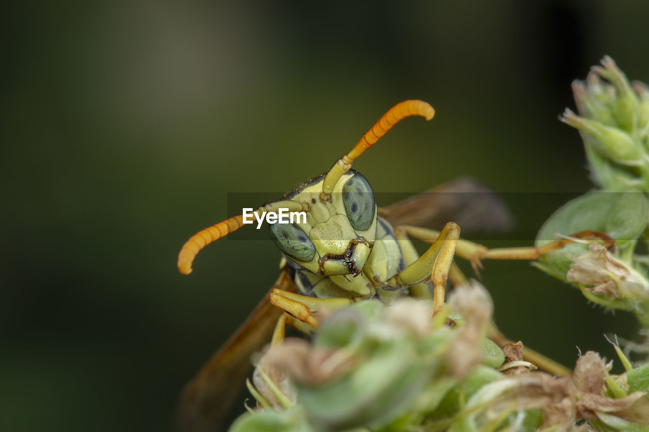 Macro portrait of a polistes dominula wasp posing on a flower