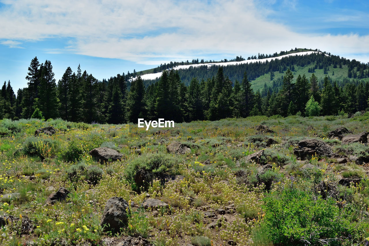 Scenic view of trees in forest against sky