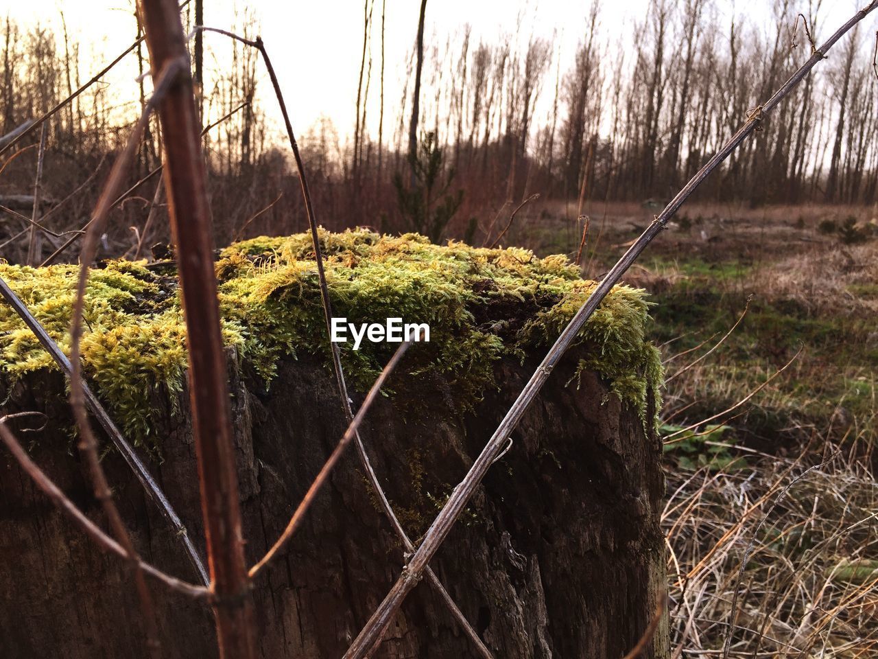 Trees growing on field