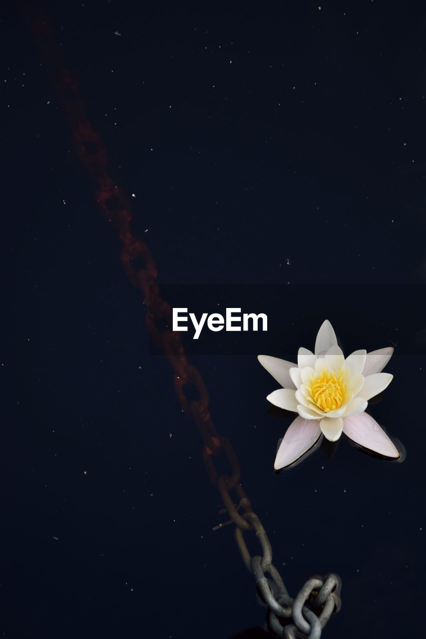 WHITE FLOWERING PLANT AGAINST BLACK BACKGROUND