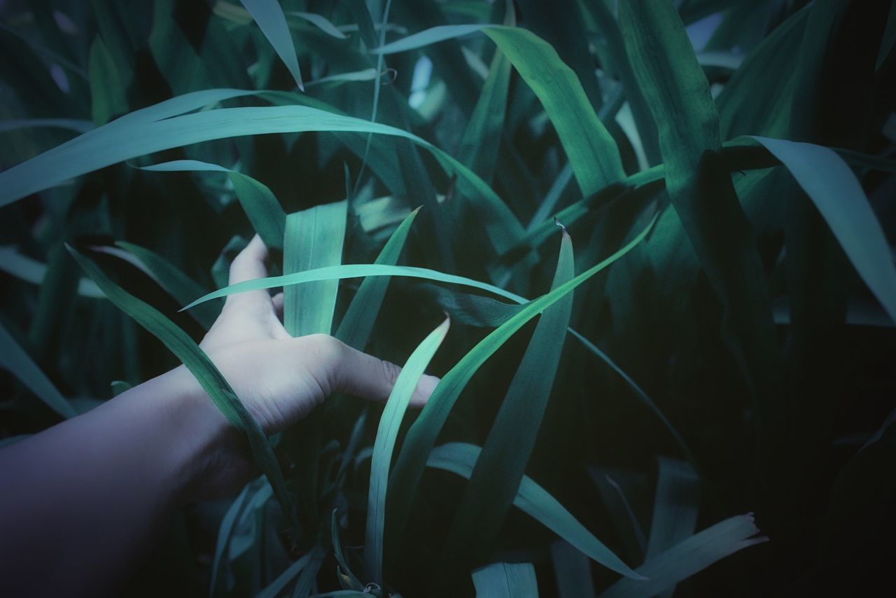 Close-up of hand against plants