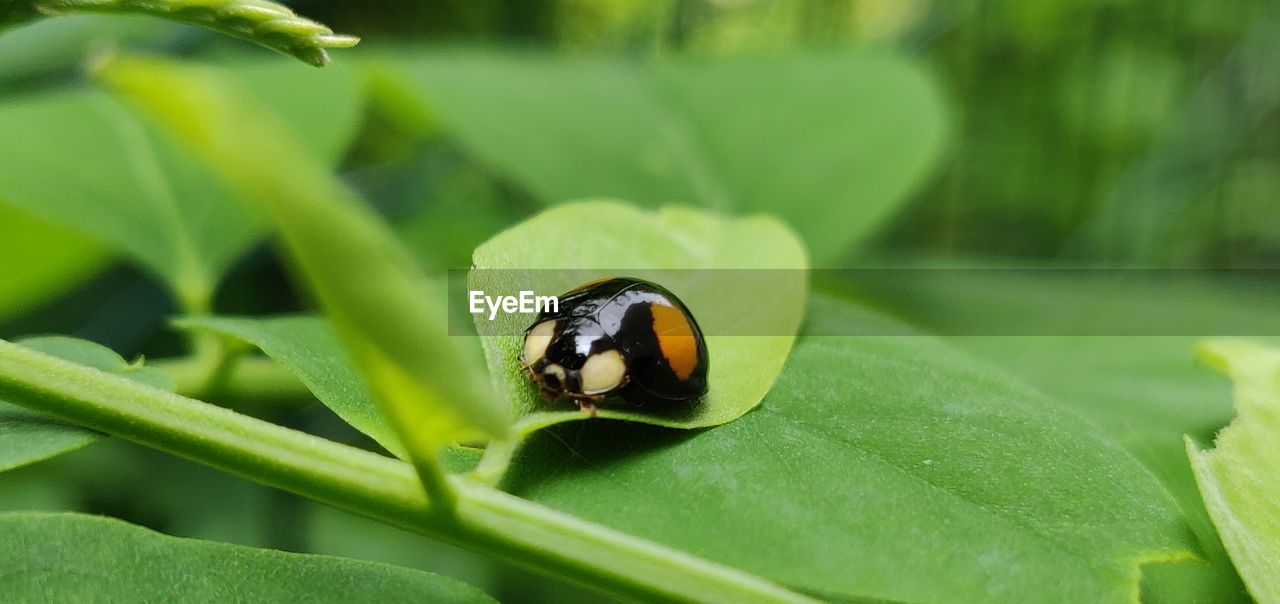 Close-up of insect on leaf