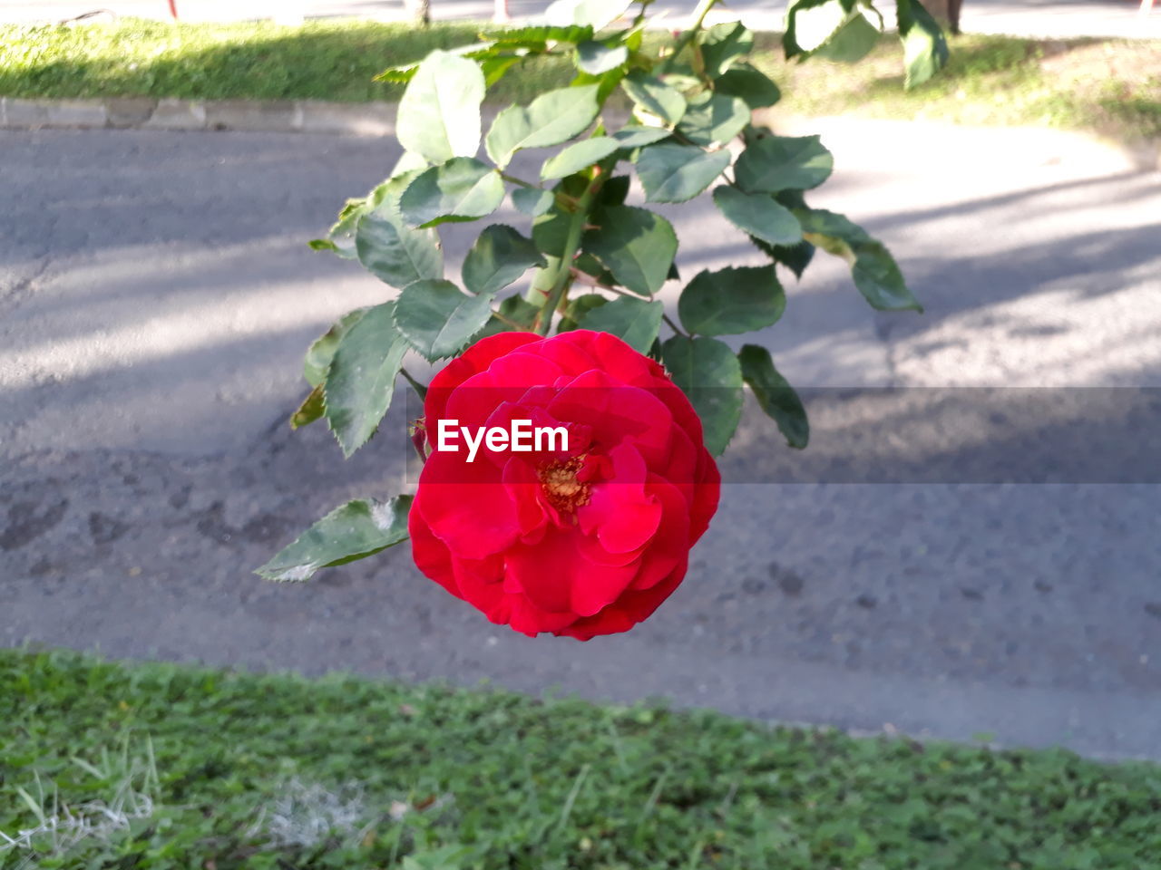 CLOSE-UP OF RED ROSE FLOWER BLOOMING ON FIELD