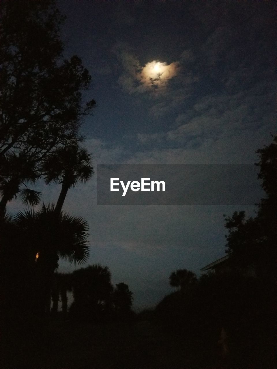 LOW ANGLE VIEW OF SILHOUETTE TREES AGAINST MOON AT NIGHT