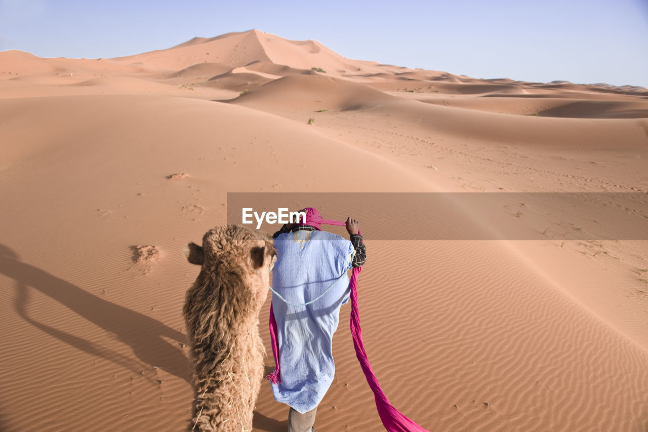 Rear view of man walking with camel at desert