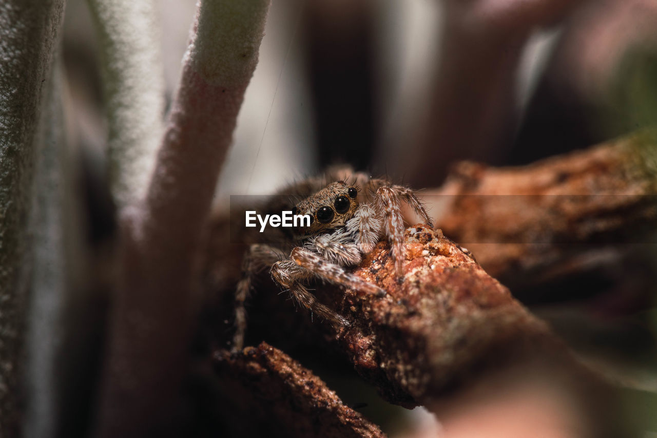 Close-up of spider on tree trunk