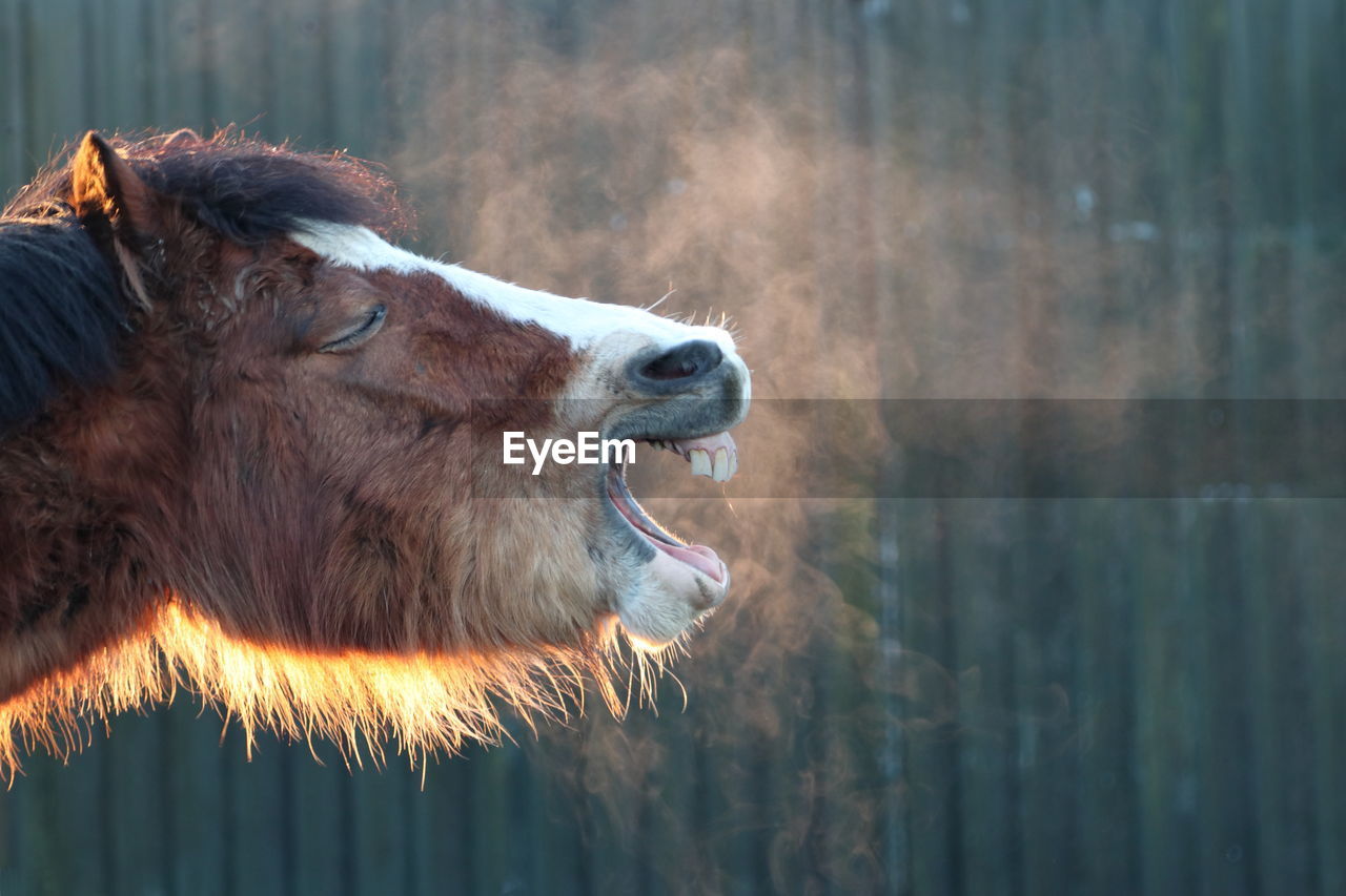 Horse yawning on a cold morning