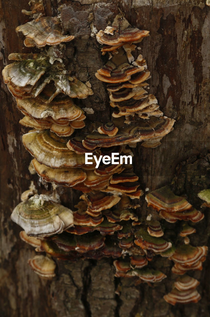 CLOSE-UP OF MUSHROOM GROWING ON TREE