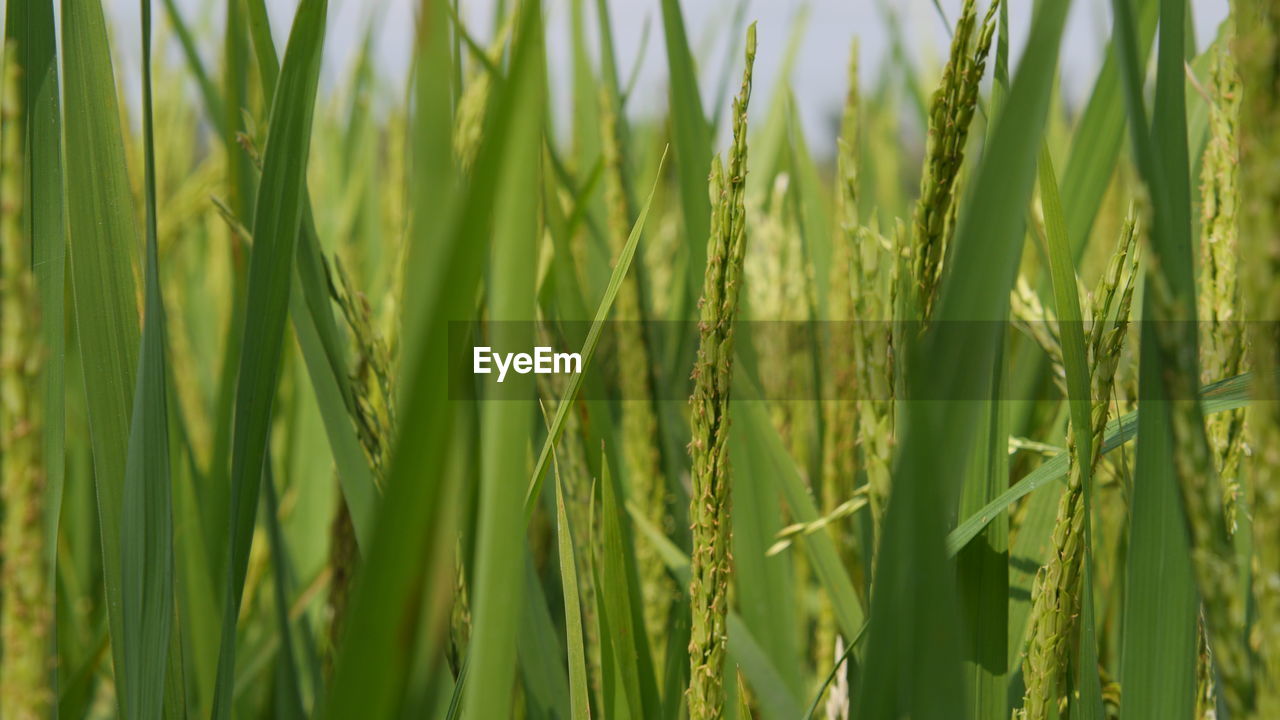 Wheat plantation