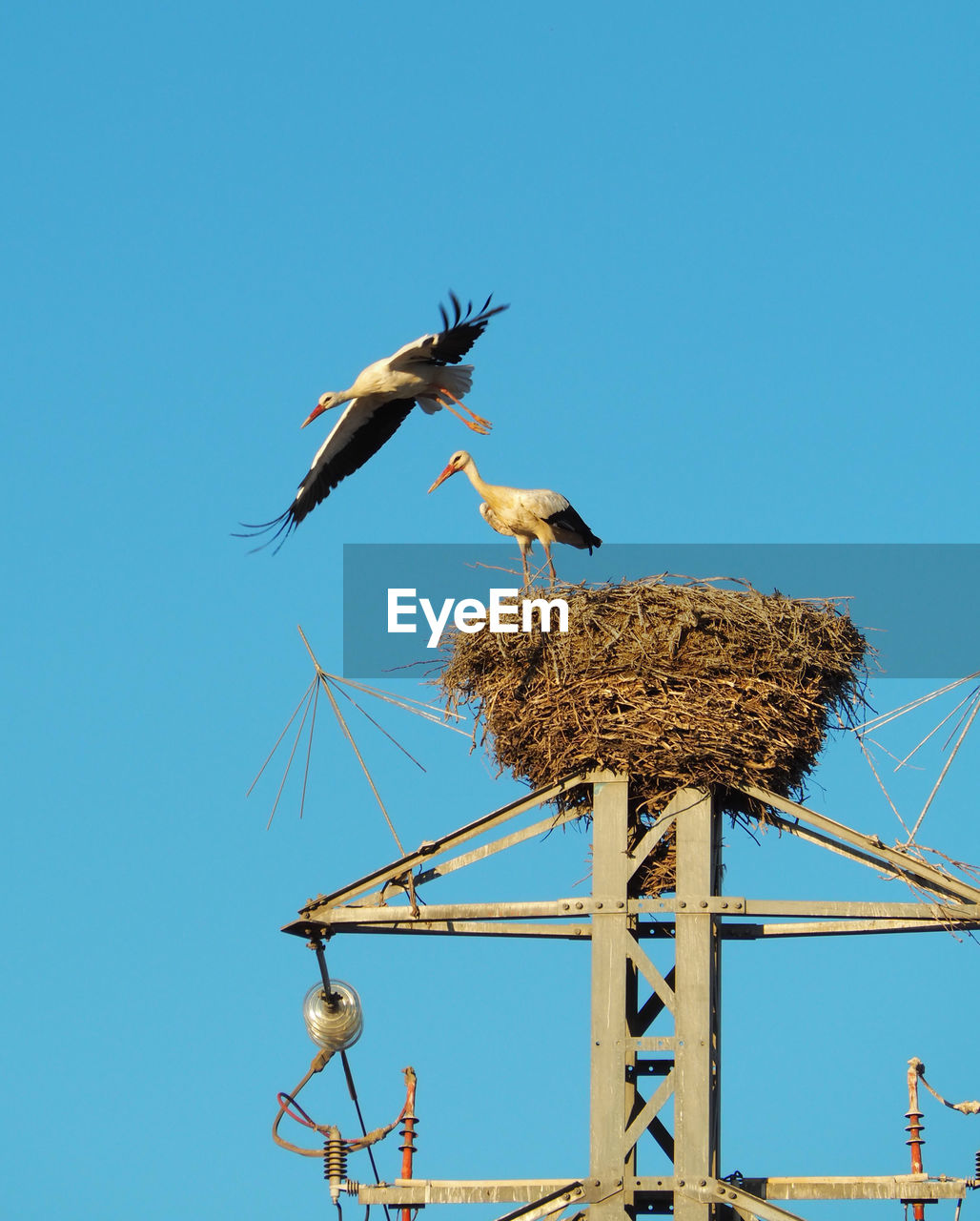 Low angle view of birds flying against clear sky