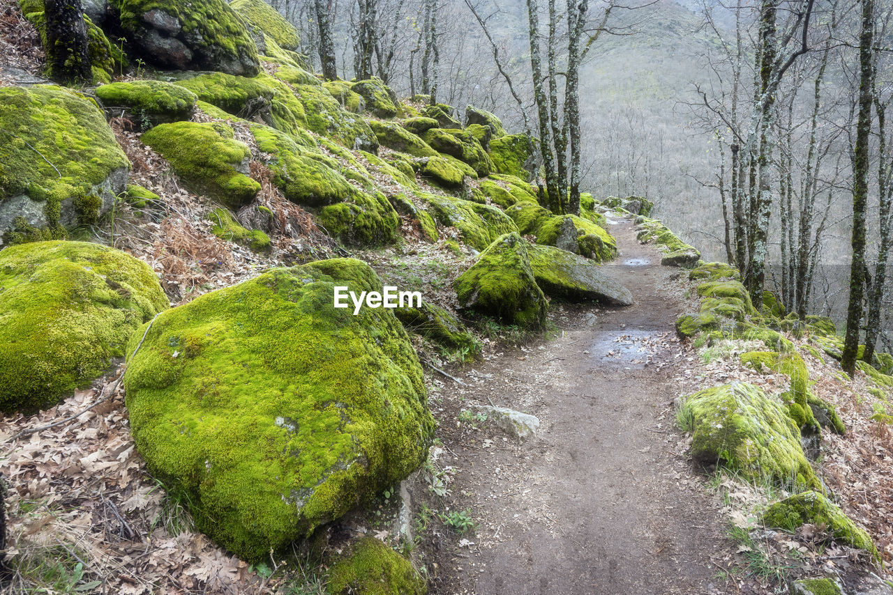 Moss growing on rocks in forest