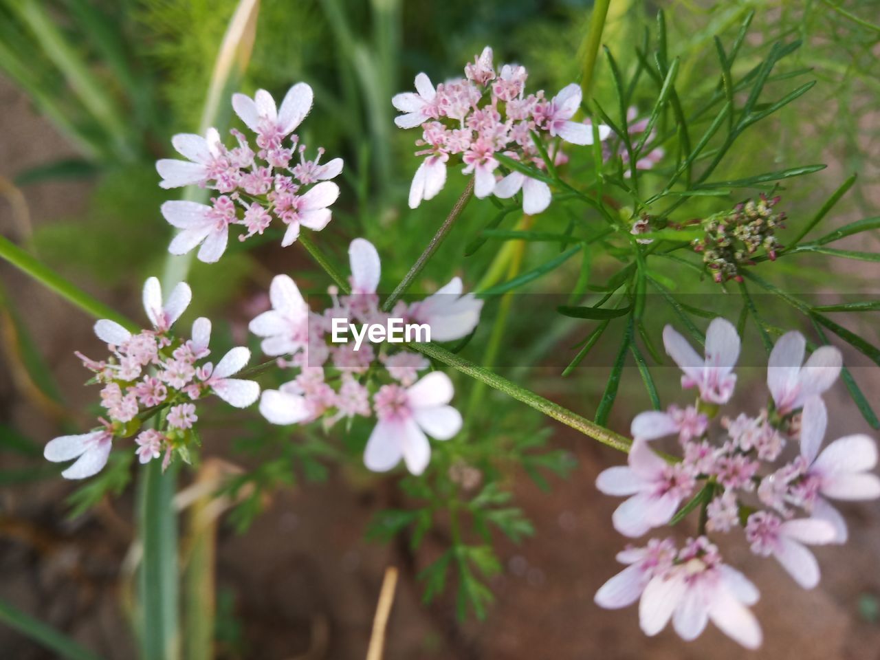 Close-up of pink flowering plant leaves