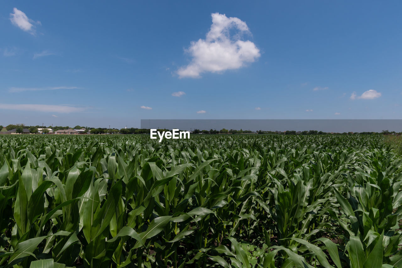 sky, field, landscape, agriculture, crop, land, cloud, rural scene, corn, cereal plant, plant, environment, growth, food, nature, farm, vegetable, food and drink, blue, rural area, food grain, no people, horizon over land, plantation, green, horizon, day, outdoors, abundance, prairie, grassland, soil, scenics - nature, beauty in nature, plain, summer, grass