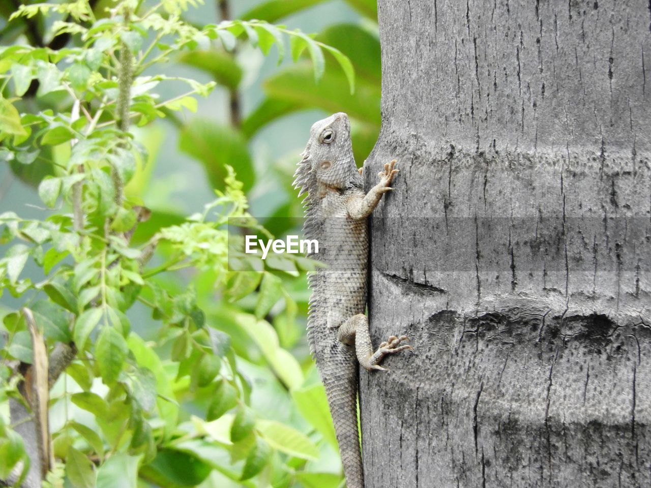 CLOSE-UP OF LIZARD ON TREE