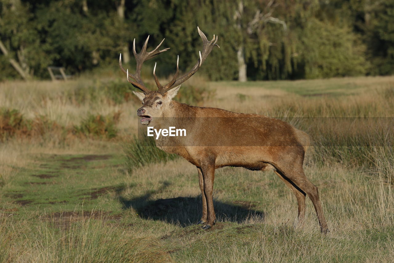 A rutting red deer stag 