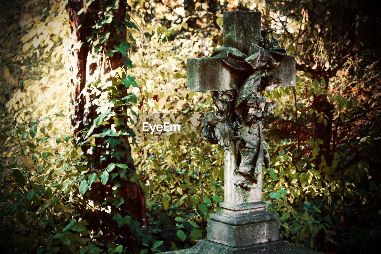 STATUE OF OLD TREE