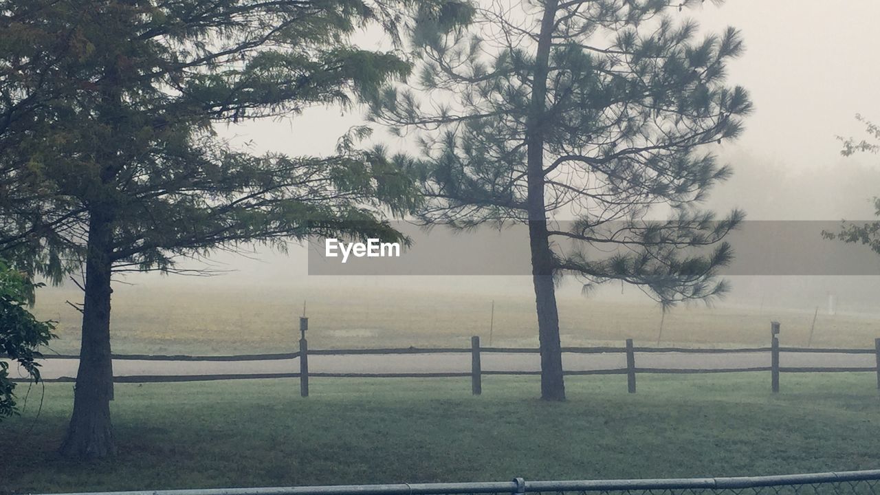 TREES ON FIELD