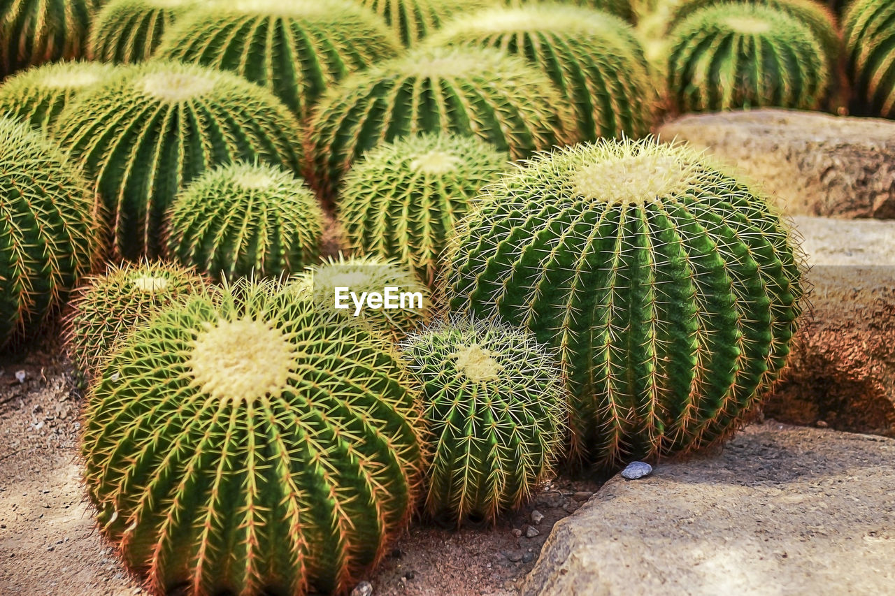 High angle view of succulent plant on field