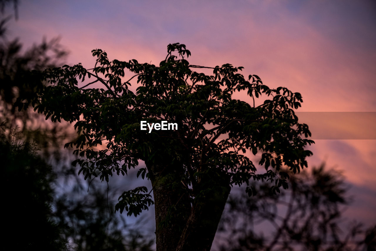 SILHOUETTE OF TREE AGAINST SKY