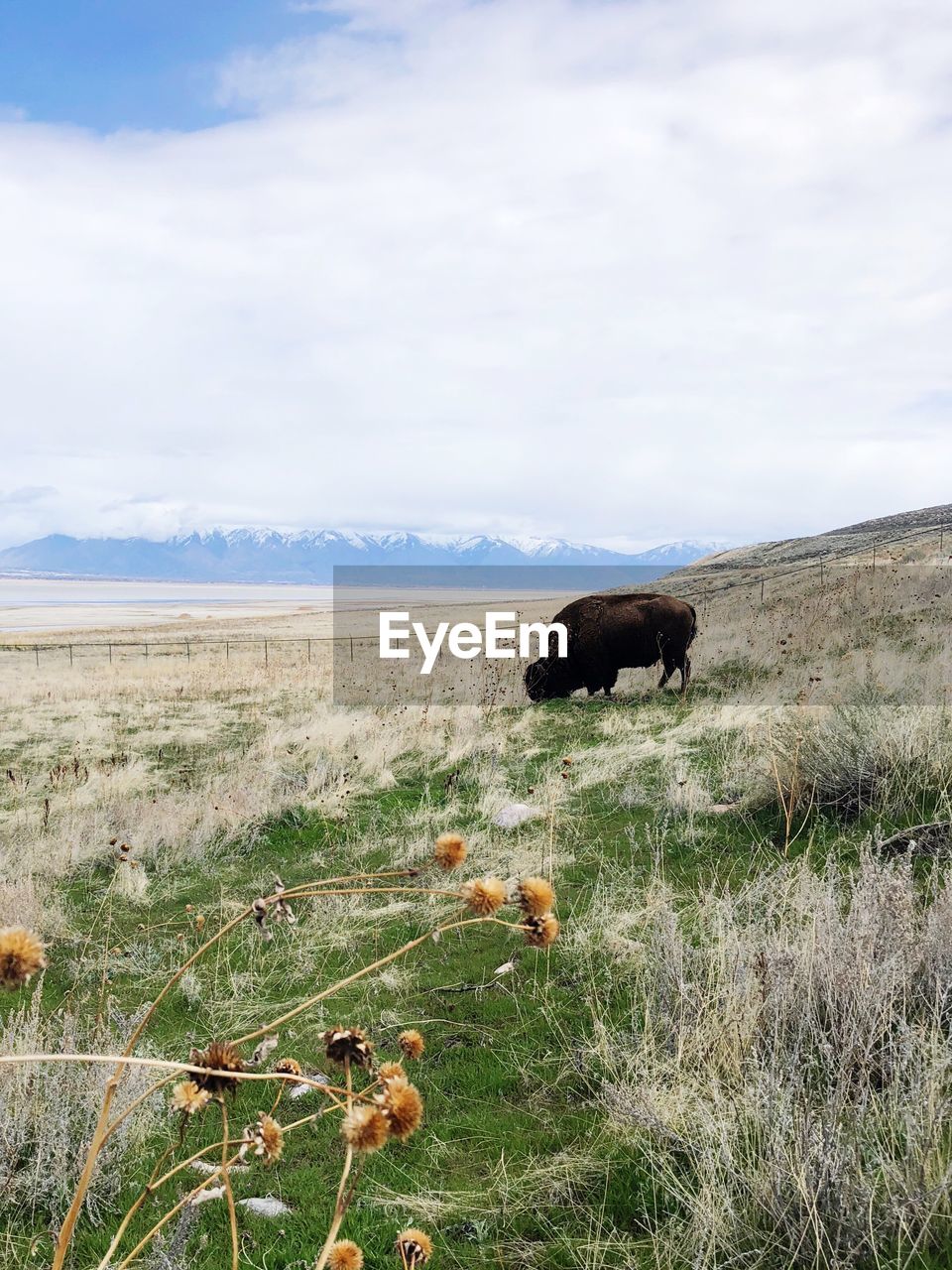 View of a wild buffalo on field great salt lake 