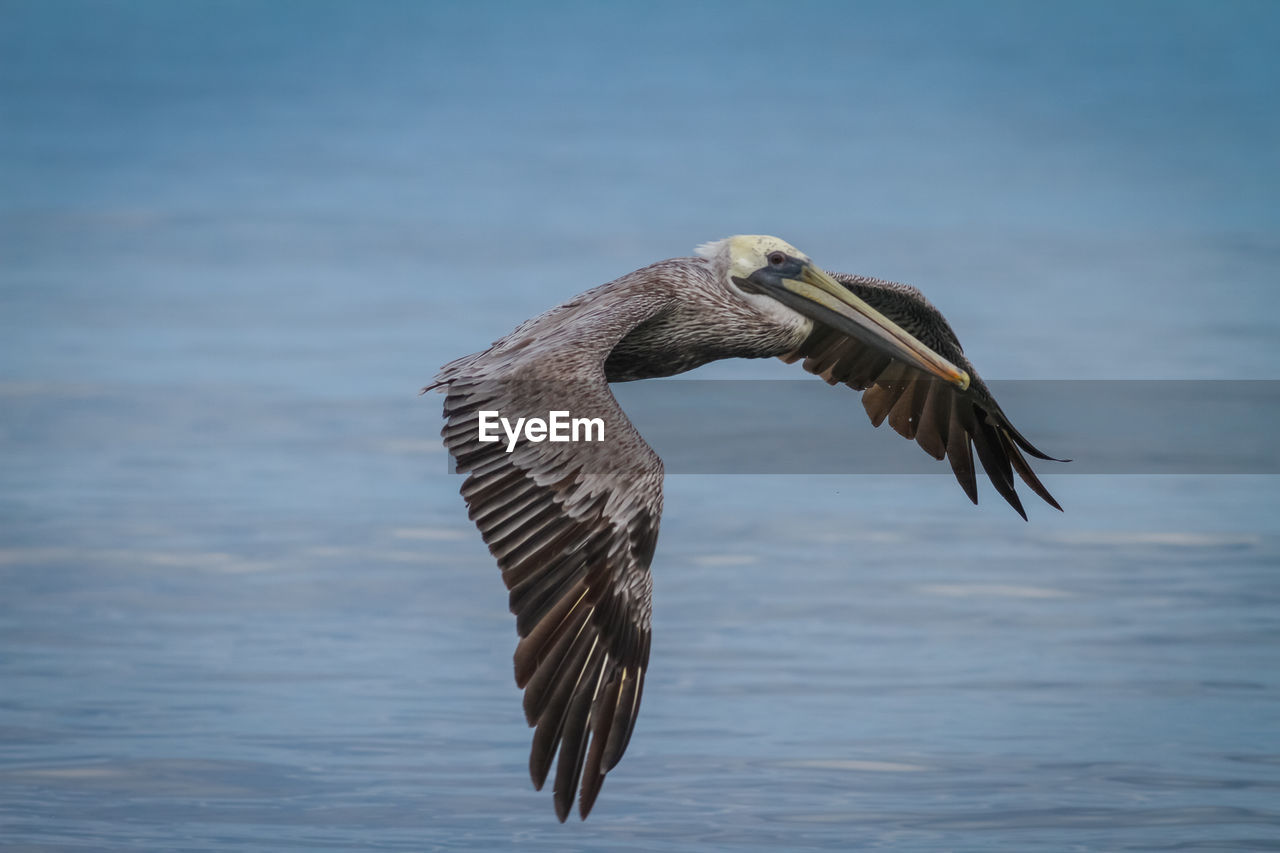 Side view of a bird flying over calm lake