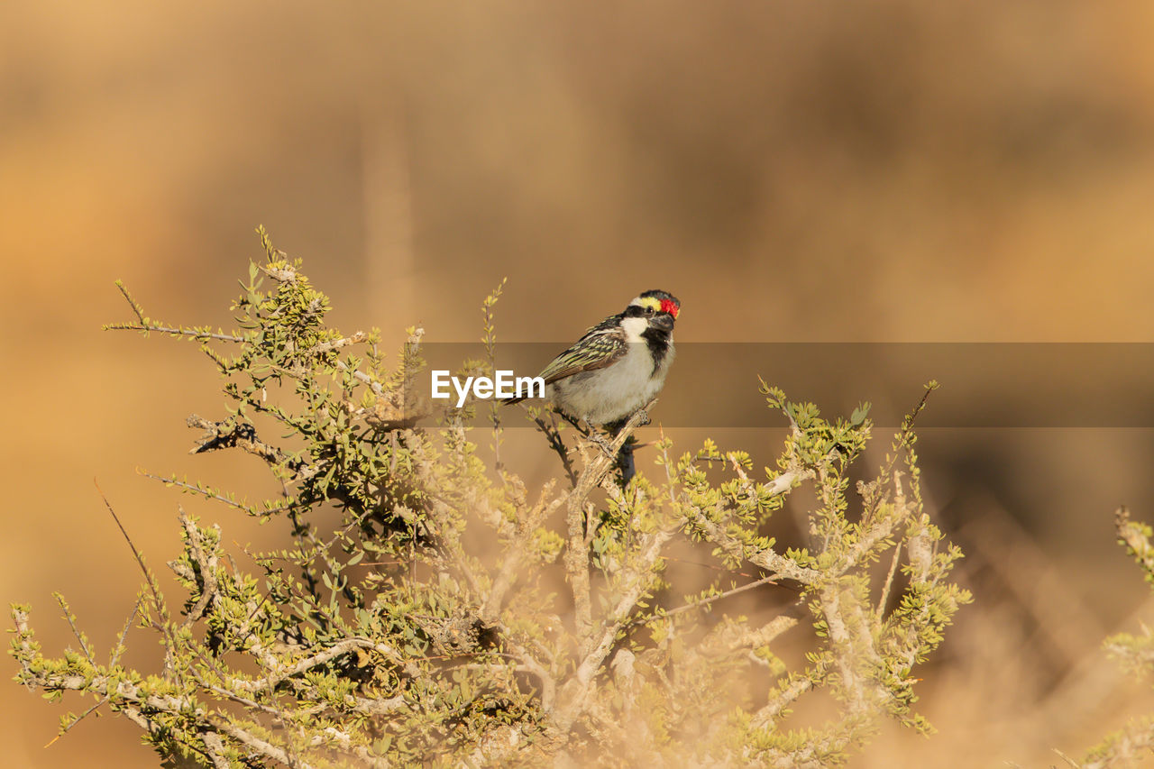 BIRD PERCHING ON PLANT