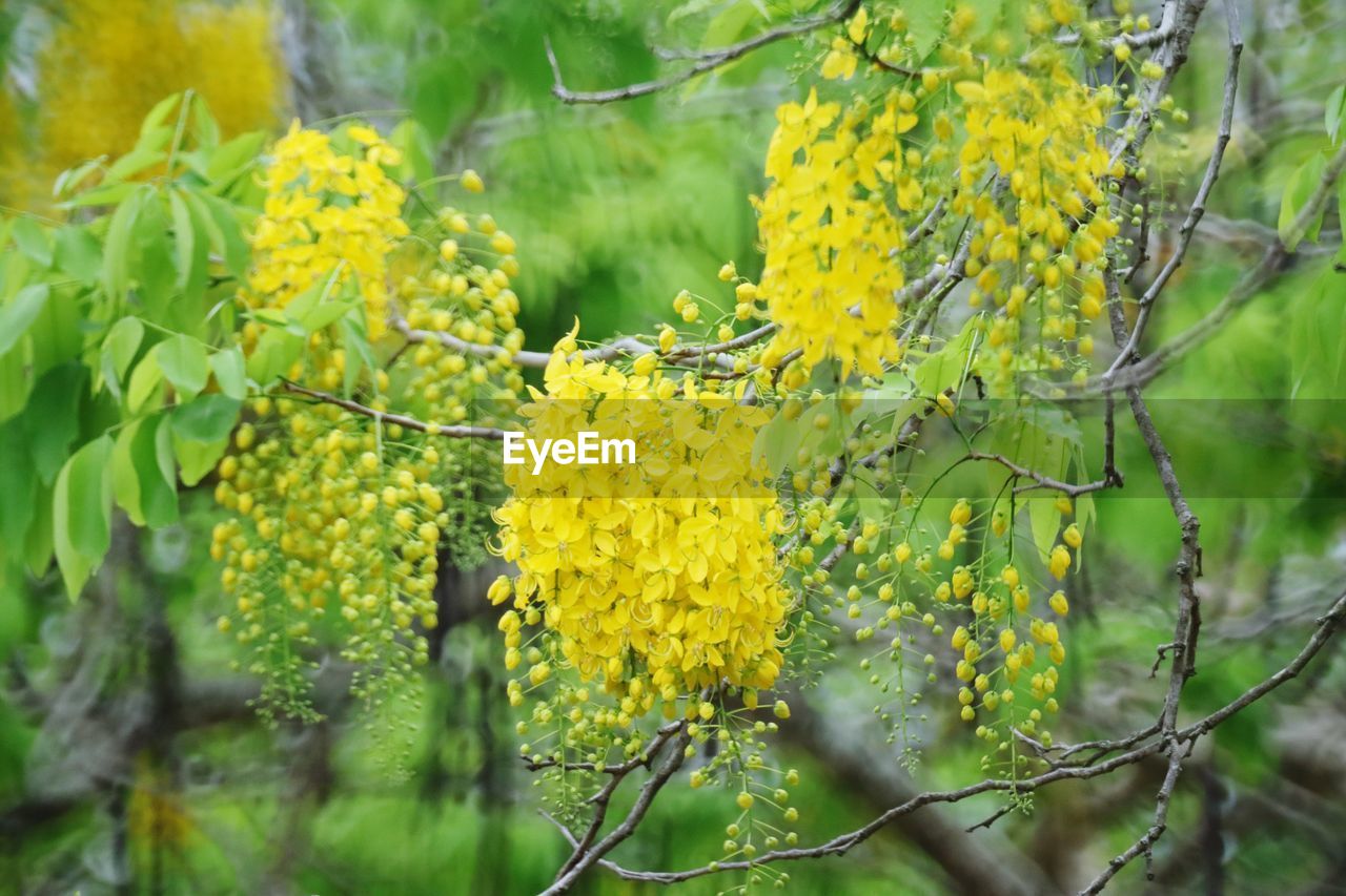 plant, yellow, growth, tree, nature, beauty in nature, freshness, green, no people, flower, produce, branch, day, plant part, leaf, flowering plant, outdoors, focus on foreground, close-up, land, food and drink, shrub, food, selective focus, tranquility, landscape, fruit, environment, forest