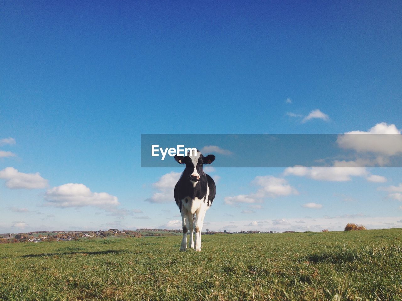 Cow standing on grassy field against blue sky