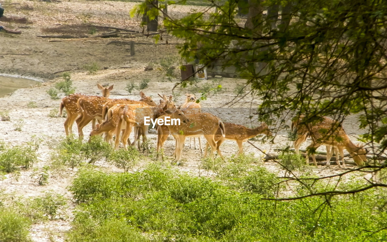 VIEW OF AN ANIMAL ON A LAND