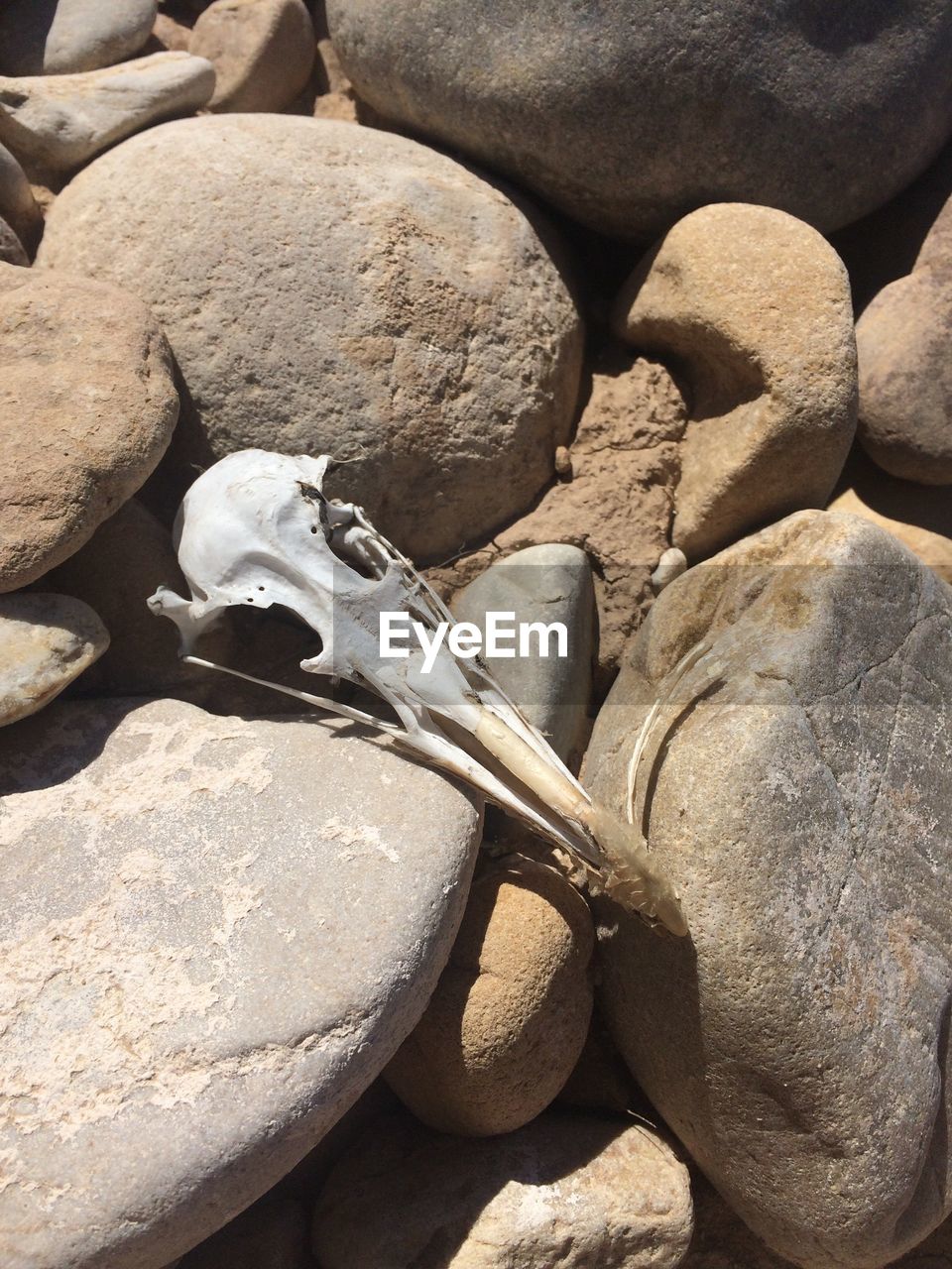 High angle view of dead animal on rocks