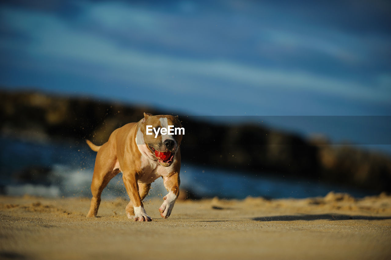 Dog with ball running on sand at beach